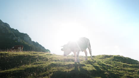 cow lives in the mountains eating grass and walking over field