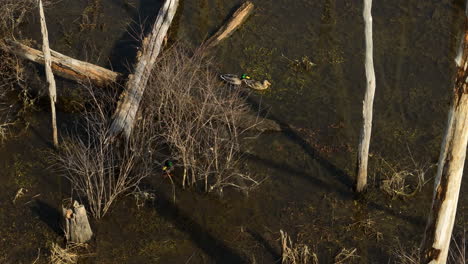 aerial shot of ducks swimming among submerged trees in point remove wildlife, blackwell, ar