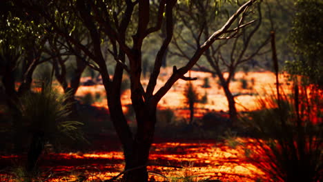 red-sand-bush-with-trees