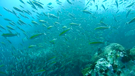 gran escuela de peces fusilier dart y dividido alrededor de chumphon pinnacle en el golfo de tailandia