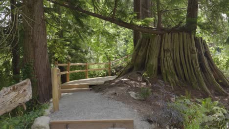 dentro de una granja hay árboles y un camino de madera