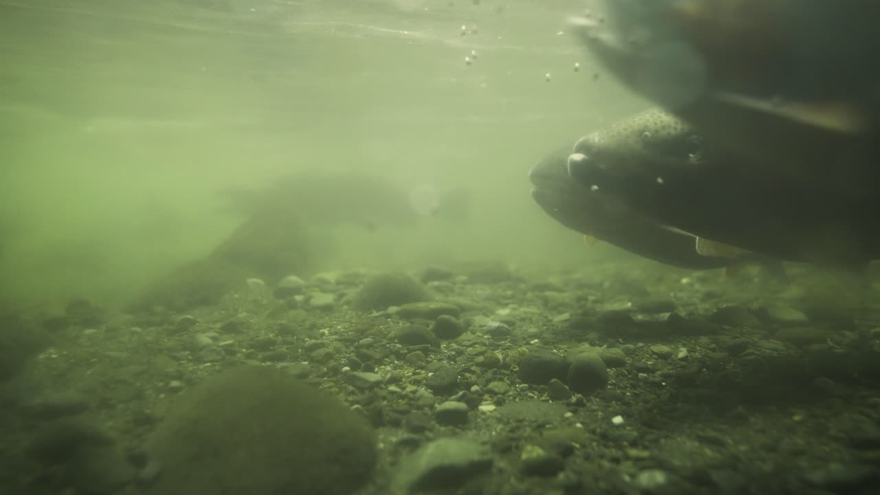 agua turbia con peces adultos de trucha arco iris nadando, corriente de agua dulce nueva zelanda