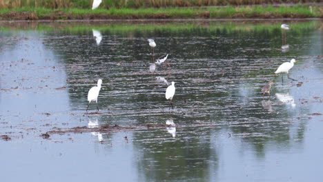 a variety of birds such as black winged stilts, egrets, herons, are wading, foraging, and eating in the watery, wet ricefields in a province in thailand