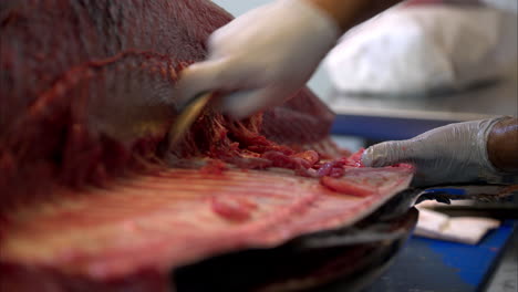 Primer-Plano-De-Un-Chef-Con-Guantes-De-Látex-Raspando-El-Lomo-De-Un-Atún-De-Aleta-Azul-Fresco-Para-Extraer-Toda-La-Carne.