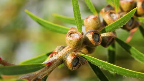 detailed view of melaleuca rugulosa seed pods