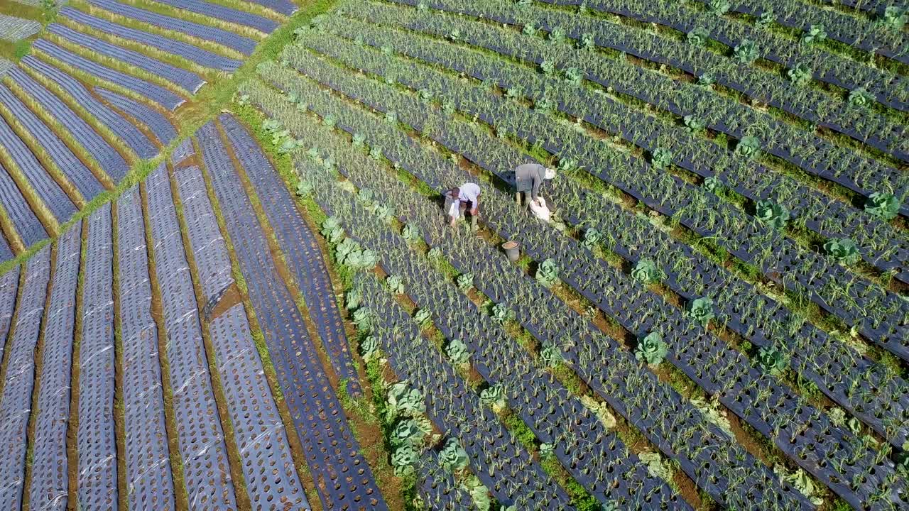 야채 농장에서 일하고 햇빛 아래에서 작물을 수집하는 농부의 공중 조감도 - 궤도 샷
