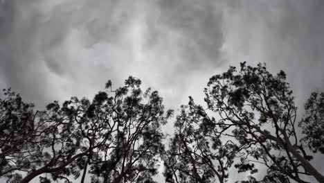 Cielo-Nublado-Gris-Y-Lúgubre-Sobre-Las-Copas-De-Los-árboles---Dramático-Lapso-De-Tiempo-De-Cloudscape