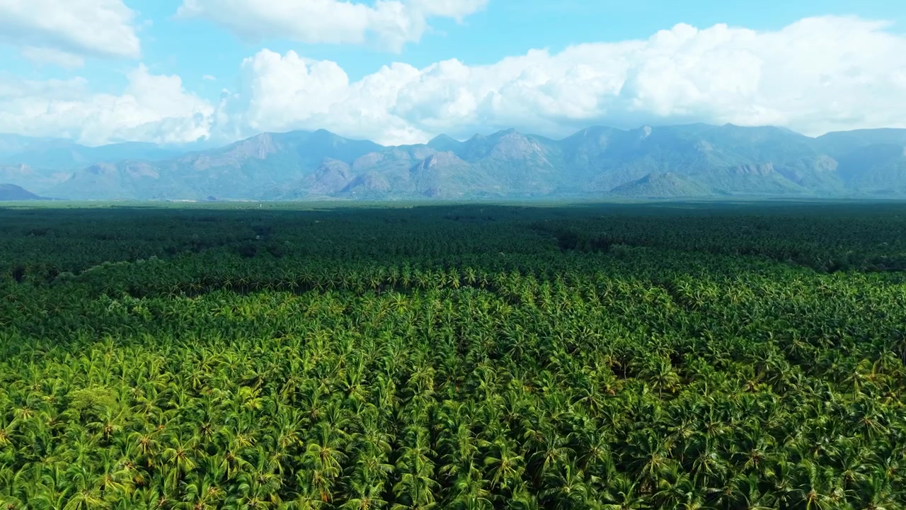 Pemandangan drone udara di atas perkebunan kelapa yang luas membentang hingga pegunungan berkabut di kejauhan di bawah langit biru cerah dengan awan berbulu, melintasi pedesaan India Selatan.