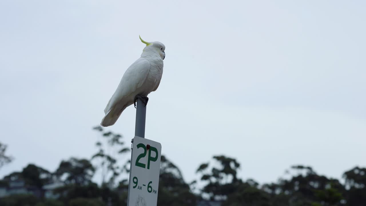 cacahuete de pie en una señal de estacionamiento