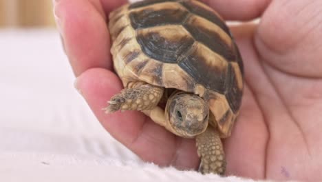 Close-up-on-woman's-hand,-holding-a-baby-leopard-tortoise-120fps