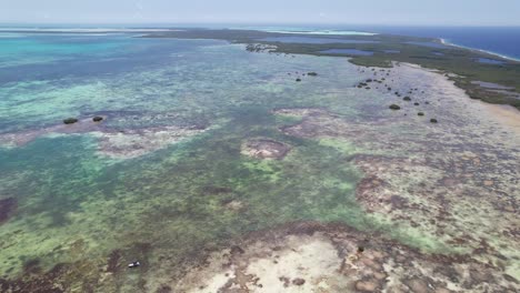 barrido aéreo del exuberante santuario marino verde en los rocas