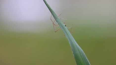 fabricación de tela de araña en el árbol..
