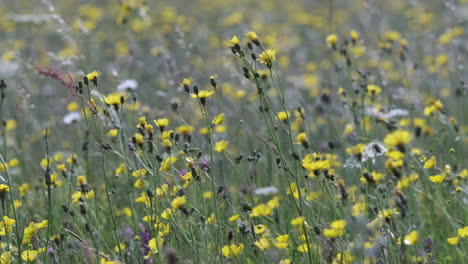 a field of yellow dandelion and buttercup flowers in a meadow, worcestershire, england.