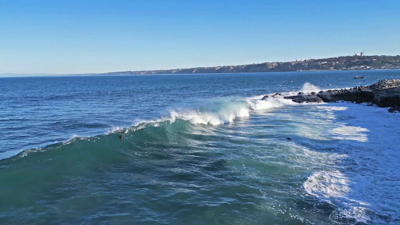 toma de dron de olas rompiendo mientras los leones marinos juegan y surfean y los leones marinos saltan fuera del agua durante la marea real en la jolla, california