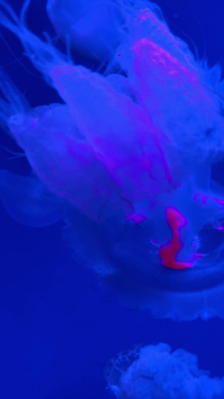 Primo piano di una medusa con bagliore rosa sott'acqua. Vista macro di una medusa traslucida con organi interni rosa che fluttua nell'acqua blu.