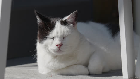 Gato-Blanco-Y-Negro-Descansando-Bajo-El-Sol-De-Verano