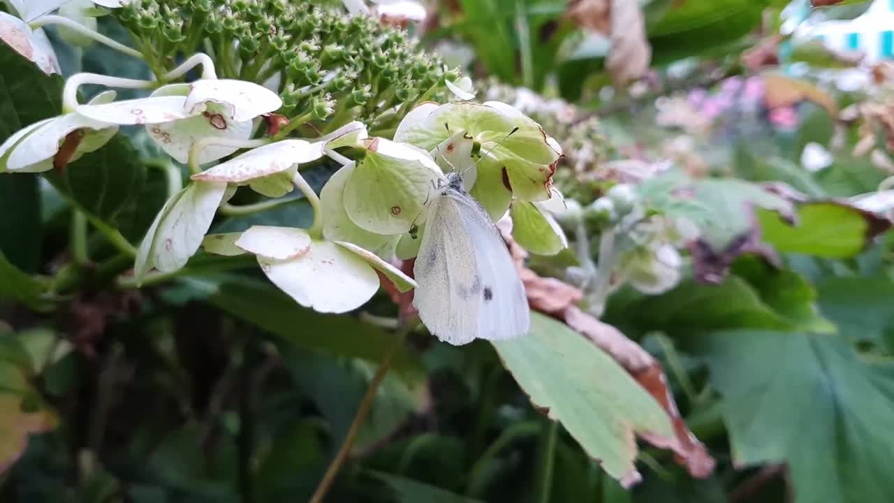 White butterfly hanging on flower. Close-up shot.