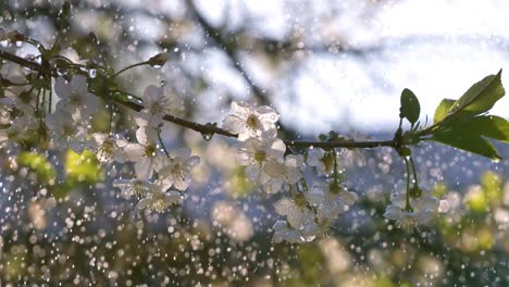 cherry blossom period. drops of spring rain fall on a cherry blossom. shot on super slow motion camera 1000 fps.