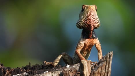 lizard chilling video uhd mp4 4k