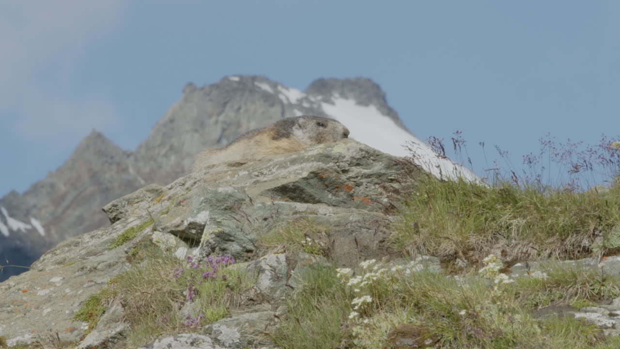 산맥 앞 에 있는 바위 에 있는 마르모트