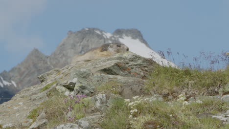 Marmota-En-Una-Roca-Frente-A-Una-Cordillera