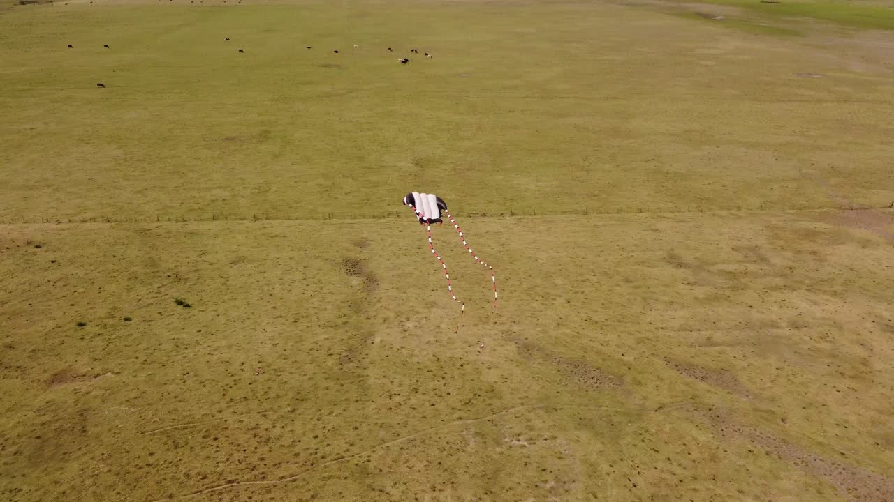 아르헨티나 부에노스 아이레스 축제 행사 중 가오리 모양의 연 날리기