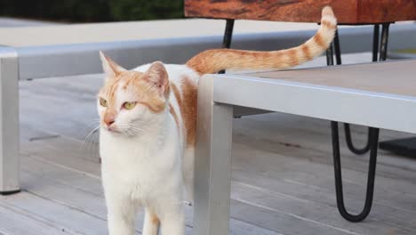 un gato blanco y naranja navegando alrededor de los muebles