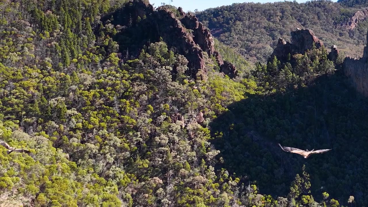 Águila audaz vuela a través de un valle rocoso en el Parque Nacional Warrumbungle, Australia