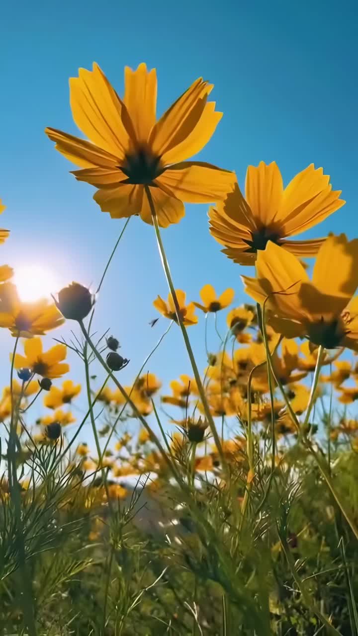 Video dal basso di vivaci fiori gialli su un cielo azzurro limpido, che cattura la luce del sole