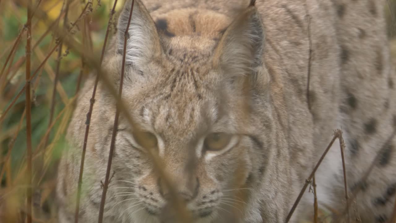 Close up shot of Eurasian lynx softly and slowly moving through the vegetation and foliage hunting its prey in a wet forest