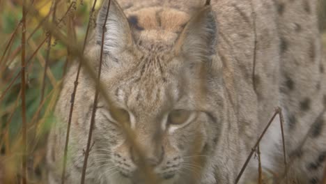close up shot of eurasian lynx softly and slowly moving through the vegetation and foliage hunting its prey in a wet forest