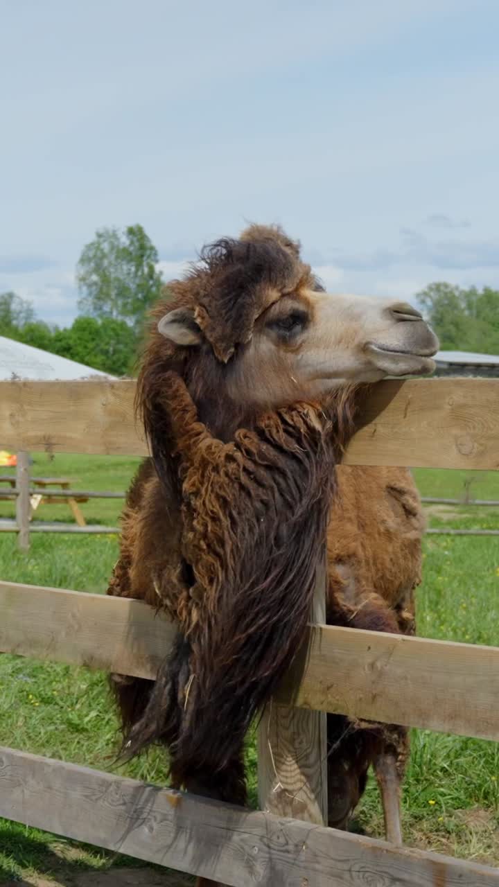 A mother and daughter stroll through a zoo, passing a Bactrian camel behind a wooden fence