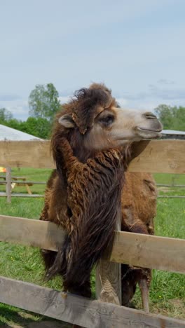 a mother and daughter stroll through a zoo, passing a bactrian camel behind a wooden fence