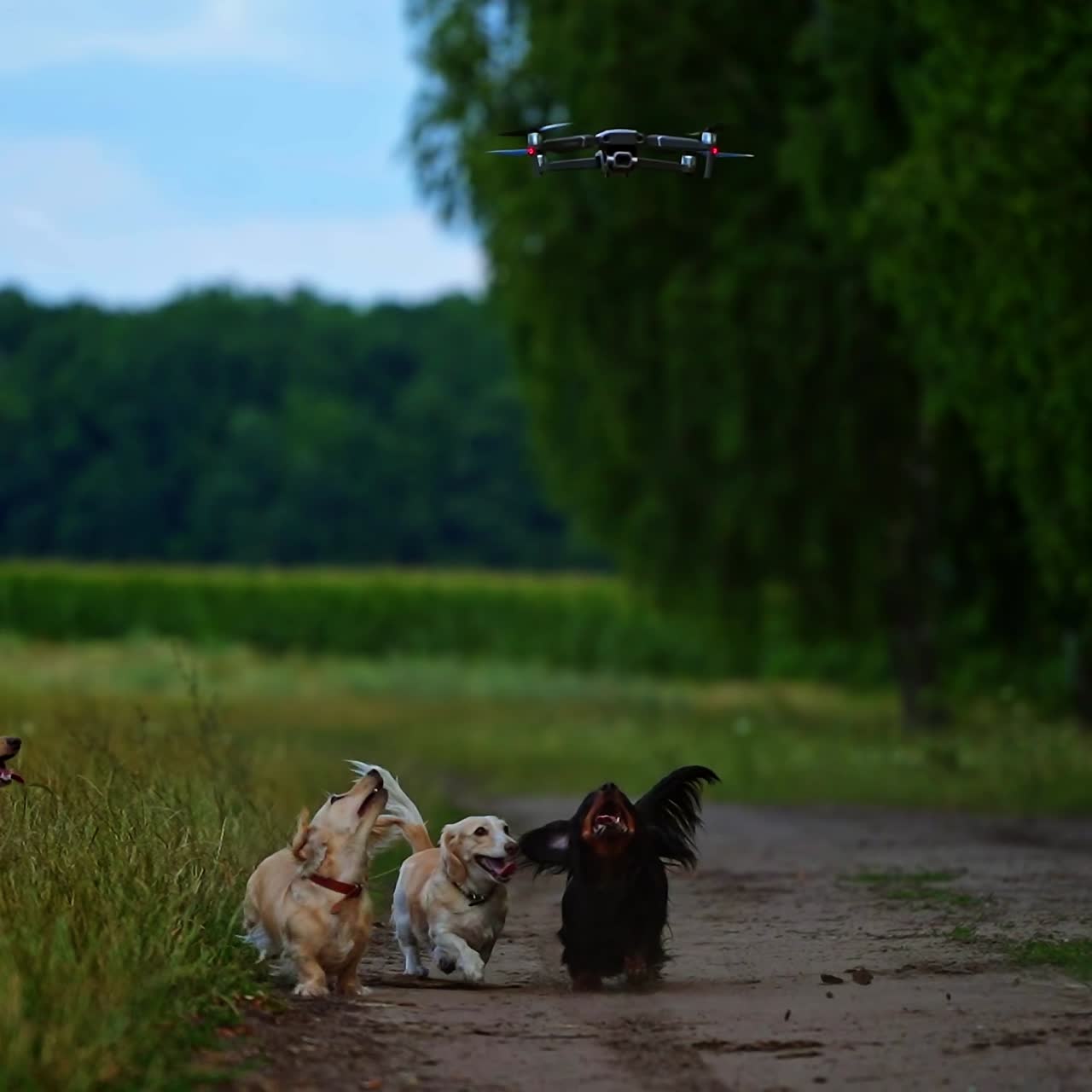 Small breed dog running outdoor. Happy walk of a dog. Dog on nature backgound catching quadrocopter. Small breeds. Video of dogs running.
