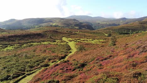 Aerial-view-rural-colourful-heather-rugged-Welsh-mountain-valley-countryside-fast-low-pull-back