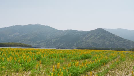 lupine field surrounded by beautiful mountains