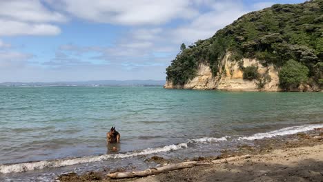 un perro jugando con agua junto a la playa del mar