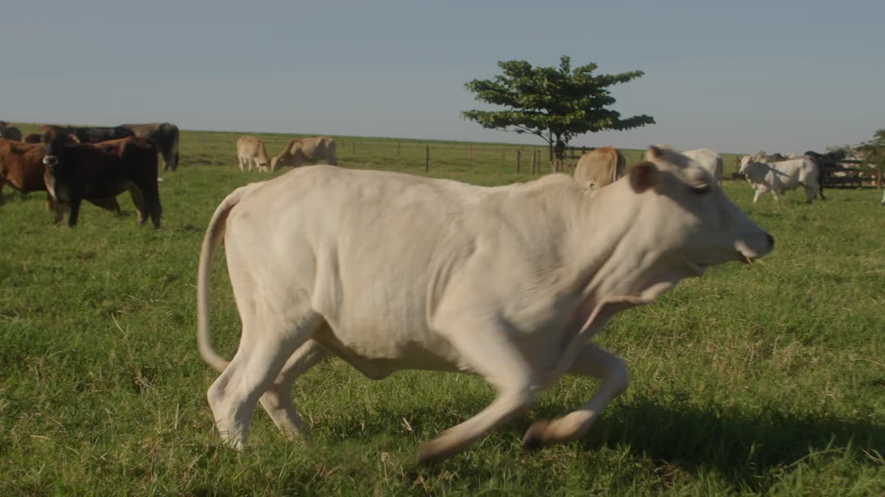 놀라운  ⁇  소 가  ⁇ 은 날 에 넓은 들판 에서 도망치고 있다