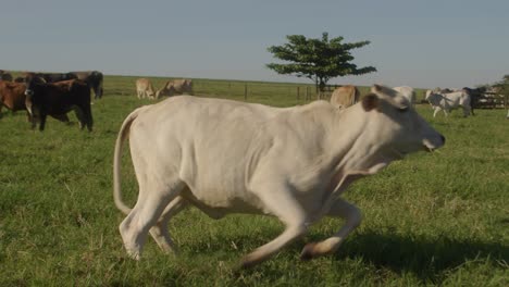 a startled white cow runs away in a wide open field during a sunny day