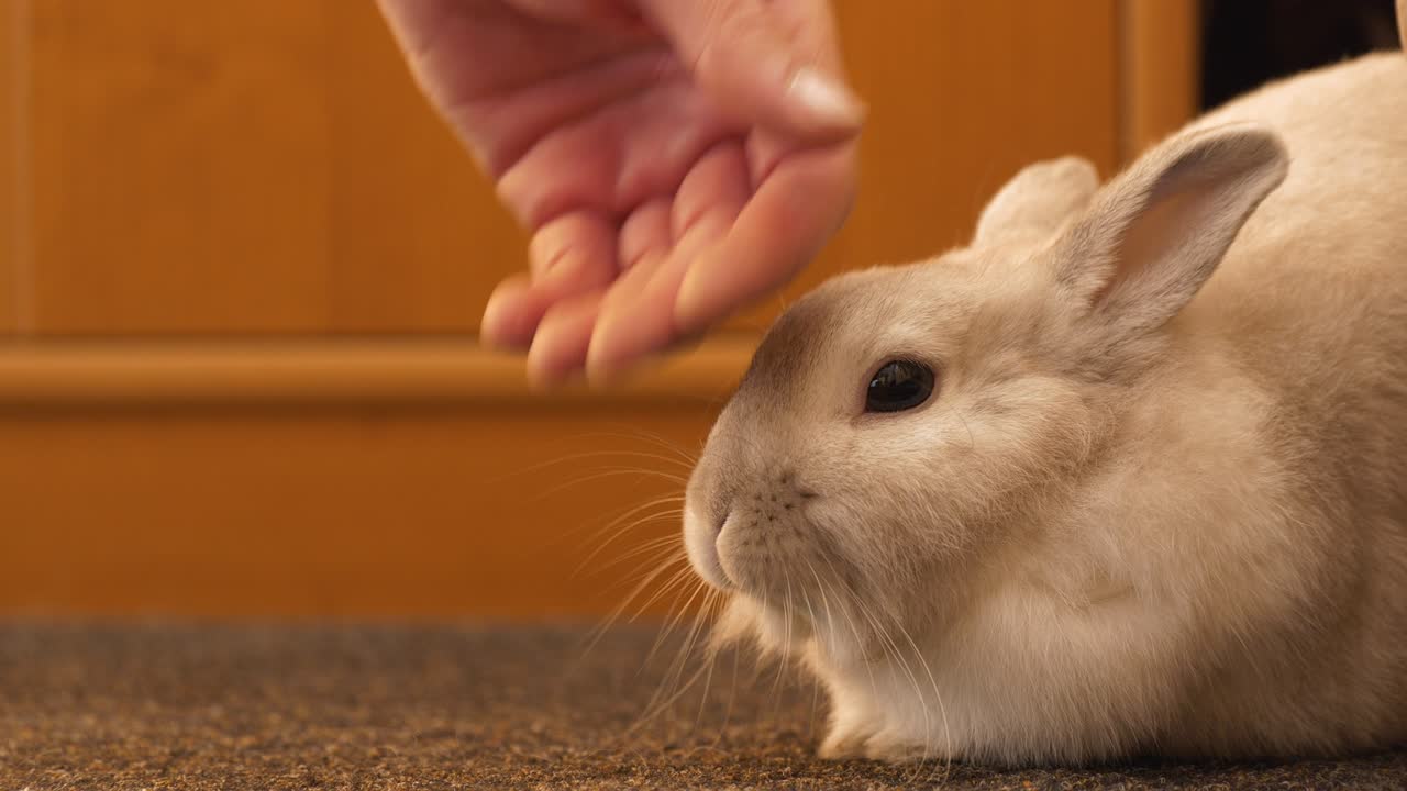사람이 바닥 카에 앉아있는 동안 장식용 토끼를 만지는 손. 가정 동물은 일반적인 배경에서 가까이 다가옵니다. 동물 관리 및 반려동물 개념