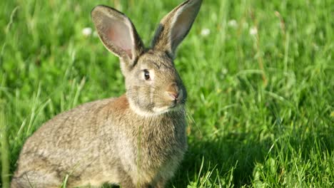 a rabbit in a grassy field