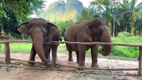 two adult elephants, one using its trunk to hold a plant and playfully tapping it against a piece of wood