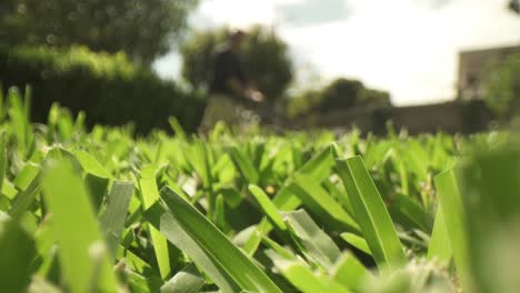 Macro-close-up-of-cleanly-cut-grass-in-foreground,-out-of-focus-lawn-mower-pushed-side-to-side-at-a-far-distance-from-the-lens