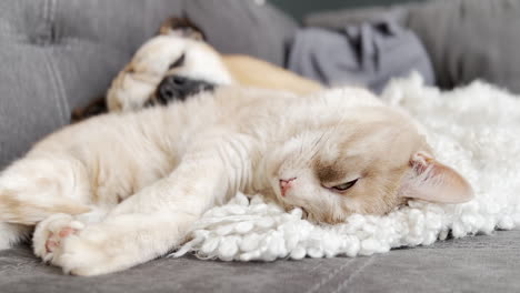 dog and cat cuddling together on the couch