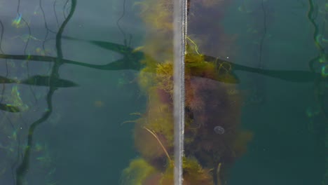 Shot-of-ropes-submerged-in-the-sea-and-oysters-attached-to-them