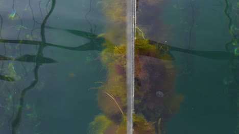 shot of ropes submerged in the sea and oysters attached to them