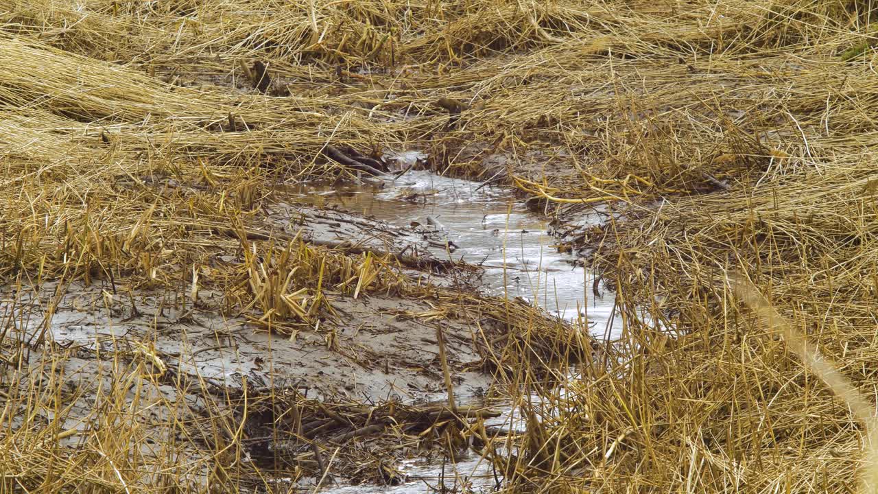 vapores secos de caña beige en el viento, plantas de caña cerca de la costa del lago liepaja, zanja seca, día de primavera tranquilo y soleado, toma de primer plano medio