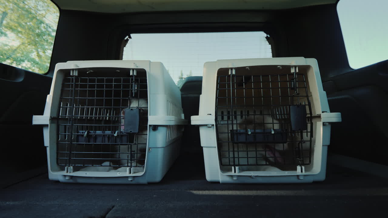 viajar con mascotas dos cachorros viajan en el maletero de un automóvil transporte de mascotas