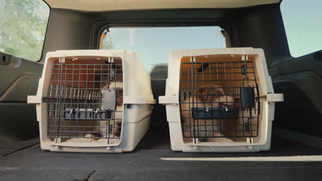 Travel-With-Pets-Two-Puppies-Ride-In-The-Trunk-Of-A-Car-Pet-Transportation