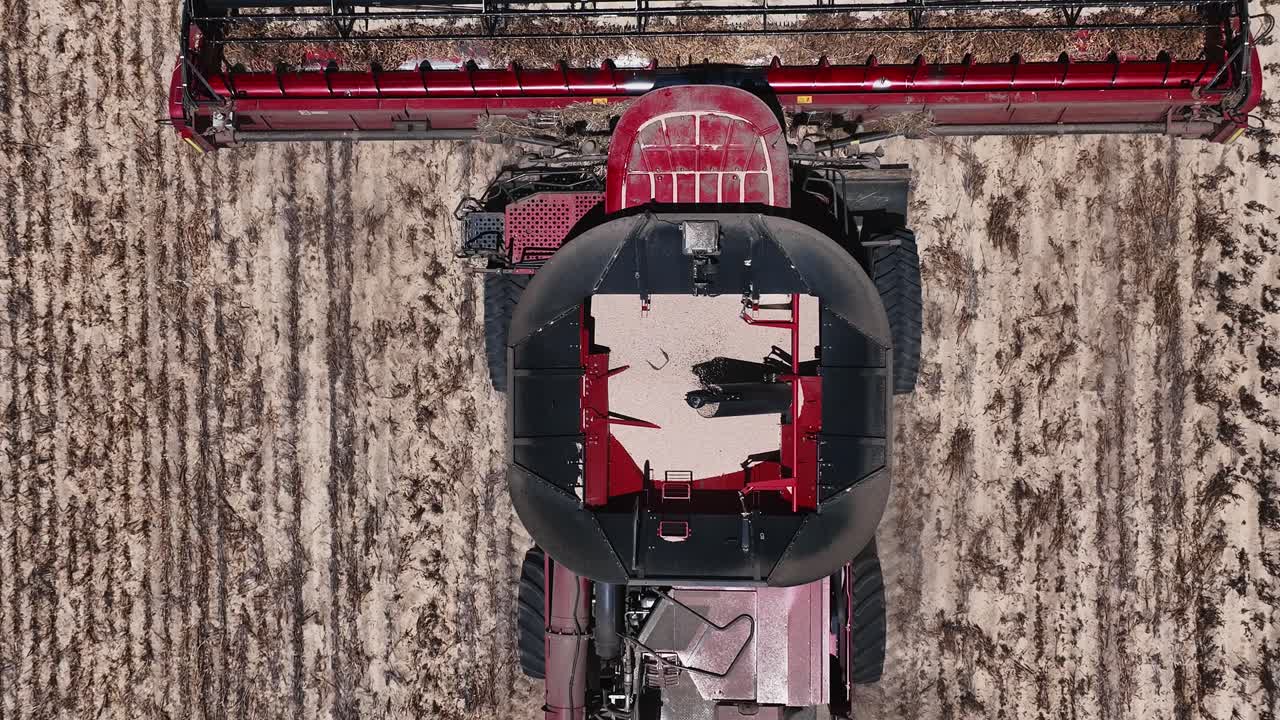 대규모 루핀 수확 작업 중에 작동하는 첨단 기계와 정밀도를 탐구합니다.